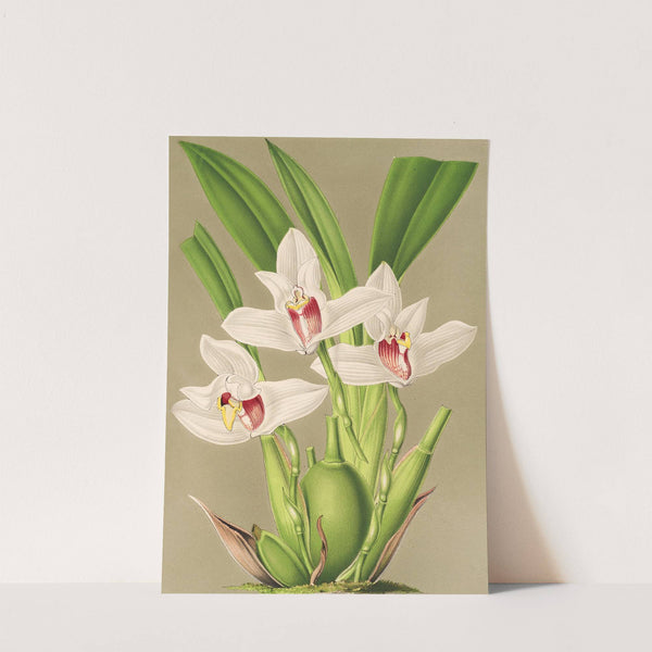 Maxillaria grandiflora by Charles Antoine Lemaire