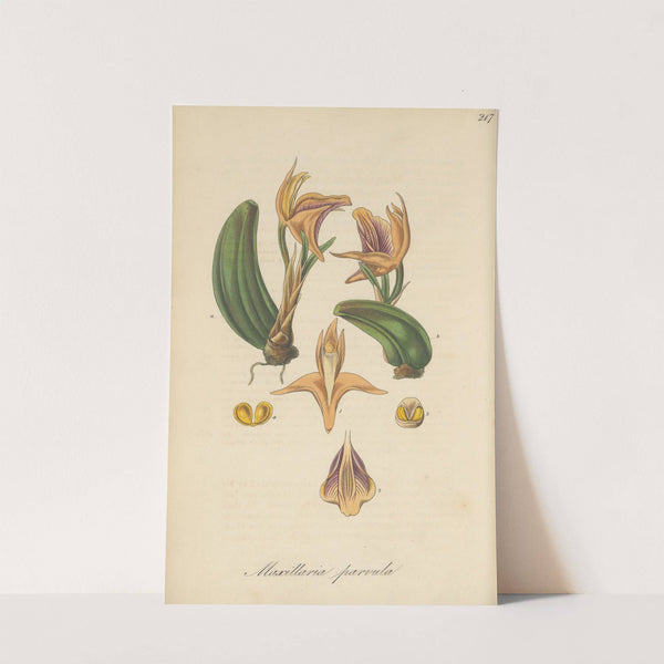Maxillaria parvula by William Jackson Hooker