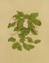 May-Flower (Trailing Arbutus) (1887)