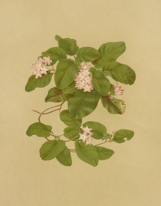 May-Flower (Trailing Arbutus) (1887)