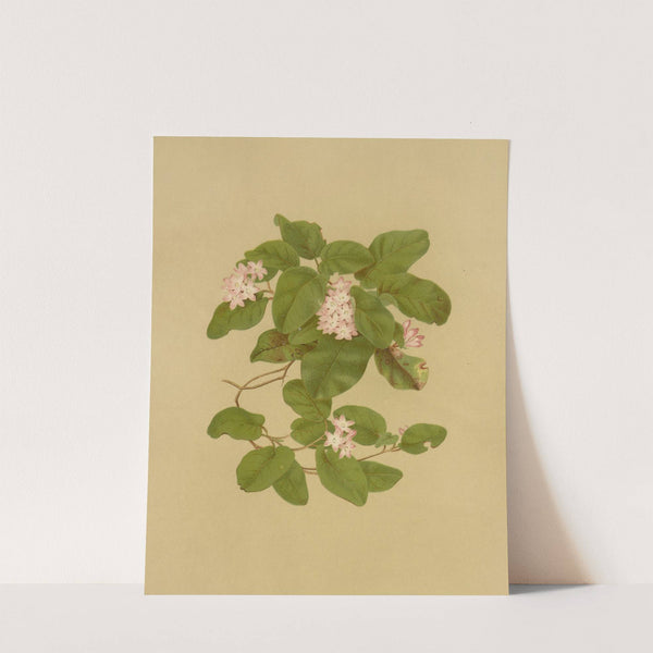 May-Flower (Trailing Arbutus) (1887) by Isaac Sprague