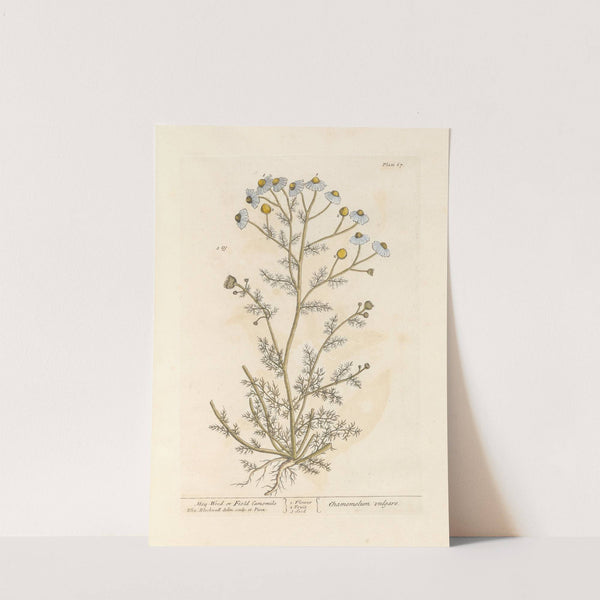 May-weed or faetid camomile by Elizabeth Blackwell