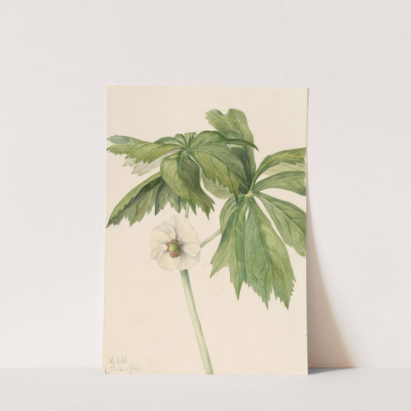 Mayapple (Podphyllum paltatum) (1922) by Mary Vaux Walcott