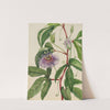 Maypop (Passiflora incarnata) (1926) by Mary Vaux Walcott