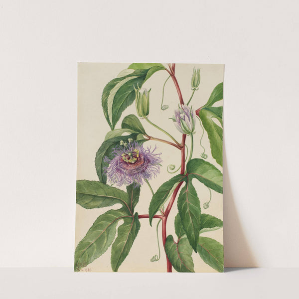 Maypop (Passiflora incarnata) (1926) by Mary Vaux Walcott