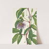 Maypop. Passiflora incarnata (1925) by Mary Vaux Walcott