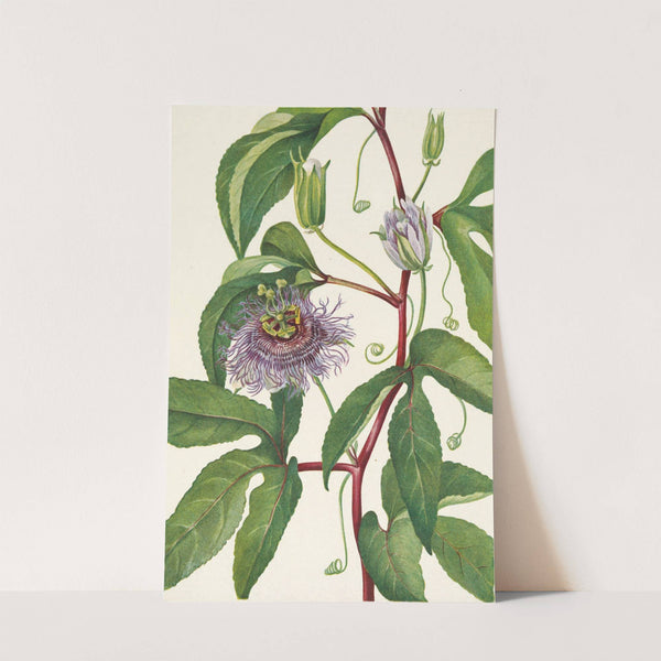 Maypop. Passiflora incarnata (1925) by Mary Vaux Walcott