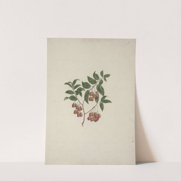 Maytenus arguta (Loes.) N. Robson by Luigi Balugani