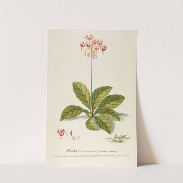 Meadia by Georg Dionysius Ehret