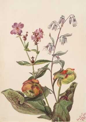 Meadow Beauty (Rhexia virginica), Rattlesnake Roat (Nabalus albus), Pitcherplant (Sarracenia purpurea) (1880)