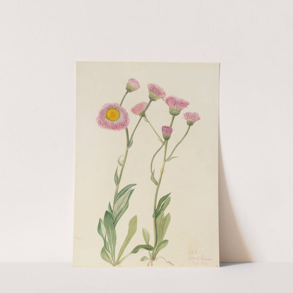 Meadow Fleabane (Erigeron speciosus) (1920) by Mary Vaux Walcott
