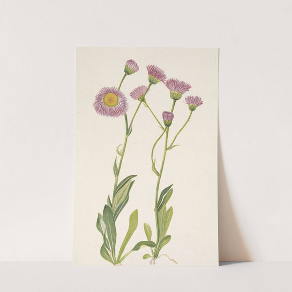 Meadow Fleabane. Erigeron speciosus (1925) by Mary Vaux Walcott