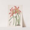 Meadow Habranthus (1815-1819) by Sydenham Edwards
