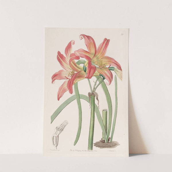 Meadow Habranthus (1815-1819) by Sydenham Edwards