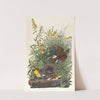 Meadow lark by John James Audubon