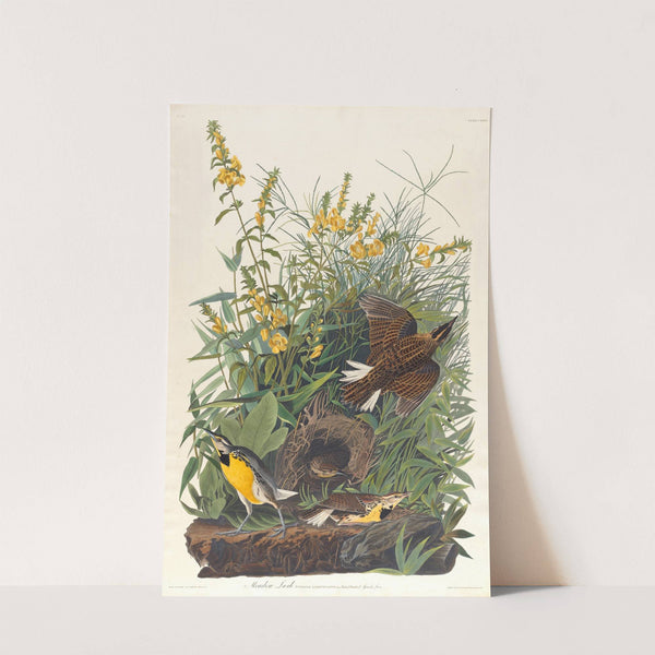 Meadow lark by John James Audubon