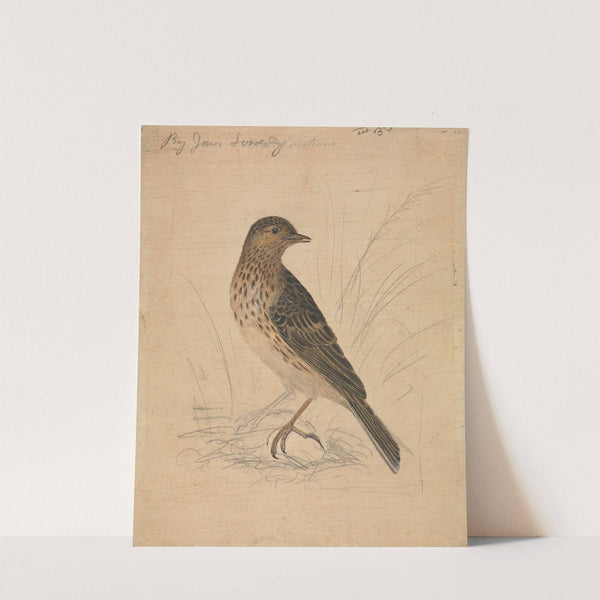 Meadow Pipit by James Sowerby