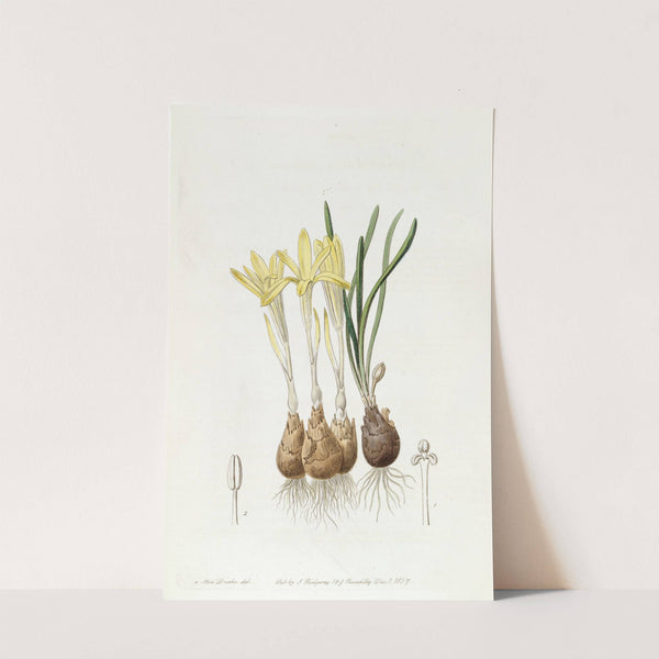 Meadow Saffron-flowered Sternbergia (1815-1819) by Sydenham Edwards
