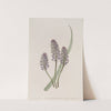 Meadow Squill by Sydenham Edwards