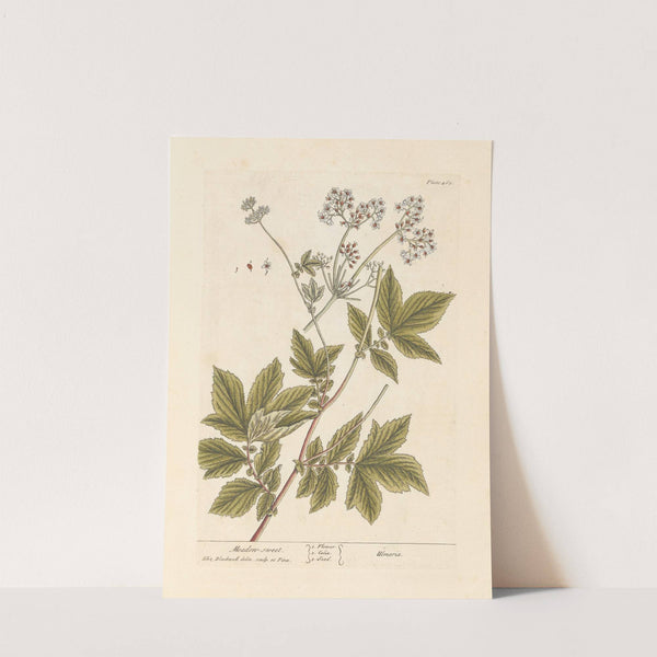 Meadow sweet by Elizabeth Blackwell