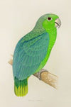 Mealy Amazon (1884-1887)