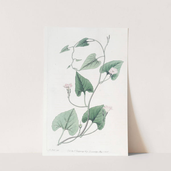 Mealy-stemmed convolvulus by Sydenham Edwards