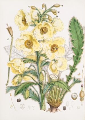 Meconopsis Nepalensis, dc. (1855)