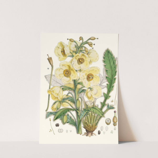 Meconopsis Nepalensis, dc. (1855) by Walter Hood Fitch