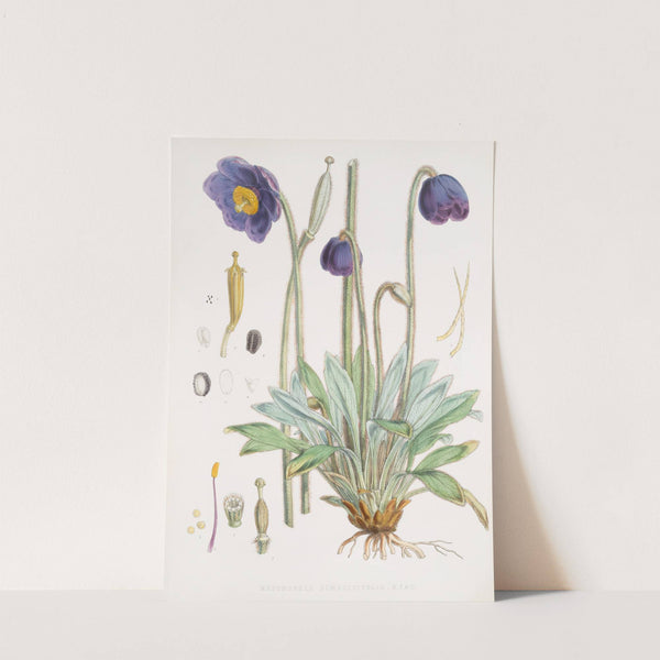 Meconopsis Simplicifolia, H. f. et T. (1855) by Walter Hood Fitch