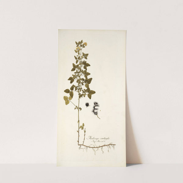 Medicago carstiensis by Nikolaus Joseph Freiherr von Jacquin