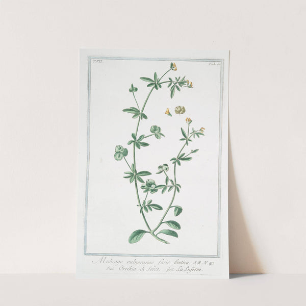 Medicago vulnerariae facie Cretica - Orechia di sorce - La Luserne by Giorgio Bonelli