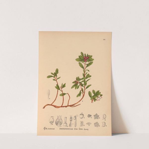 Medicinal Plants Pl.001 by Charles Frederick Millspaugh