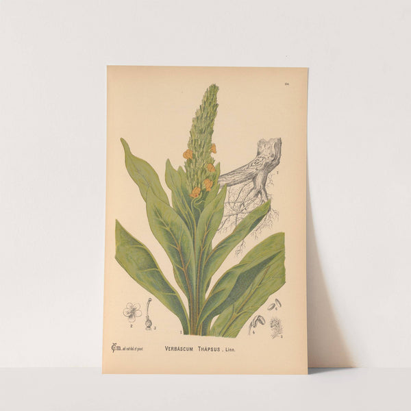 Medicinal Plants Pl.003 by Charles Frederick Millspaugh