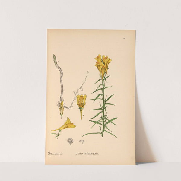 Medicinal Plants Pl.004 by Charles Frederick Millspaugh