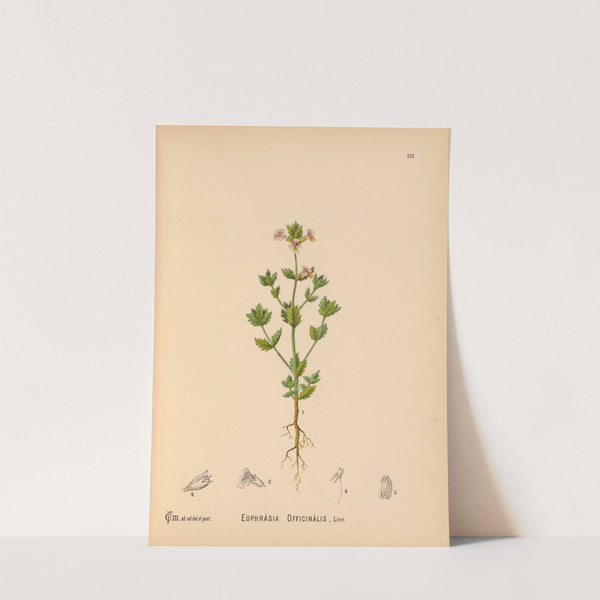 Medicinal Plants Pl.008 by Charles Frederick Millspaugh