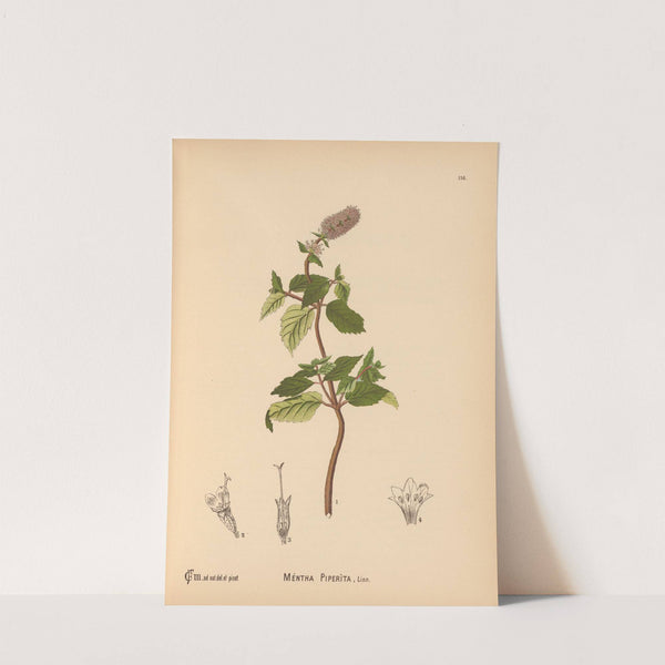 Medicinal Plants Pl.009 by Charles Frederick Millspaugh