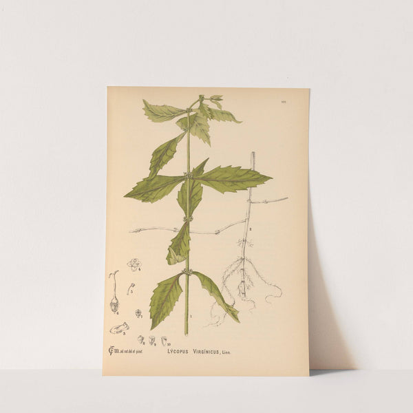 Medicinal Plants Pl.010 by Charles Frederick Millspaugh