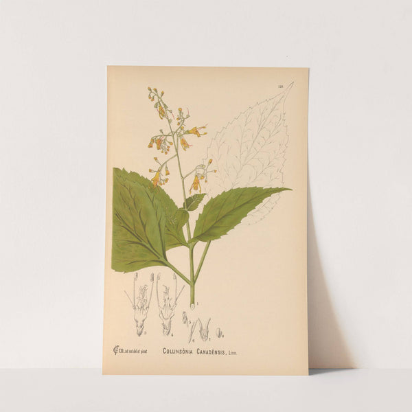 Medicinal Plants Pl.013 by Charles Frederick Millspaugh