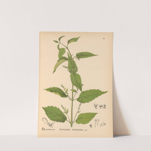 Medicinal Plants Pl.014 by Charles Frederick Millspaugh