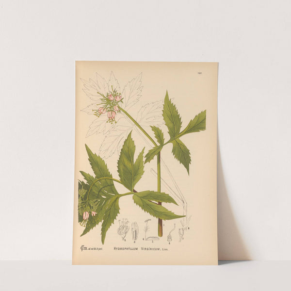 Medicinal Plants Pl.016 by Charles Frederick Millspaugh