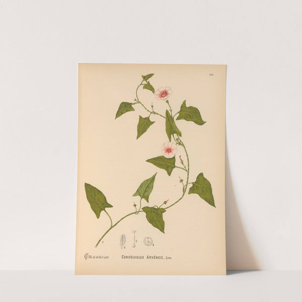 Medicinal Plants Pl.017 by Charles Frederick Millspaugh