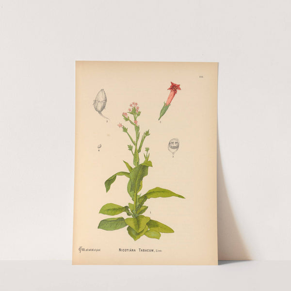 Medicinal Plants Pl.022 by Charles Frederick Millspaugh