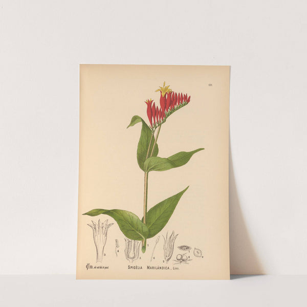 Medicinal Plants Pl.026 by Charles Frederick Millspaugh