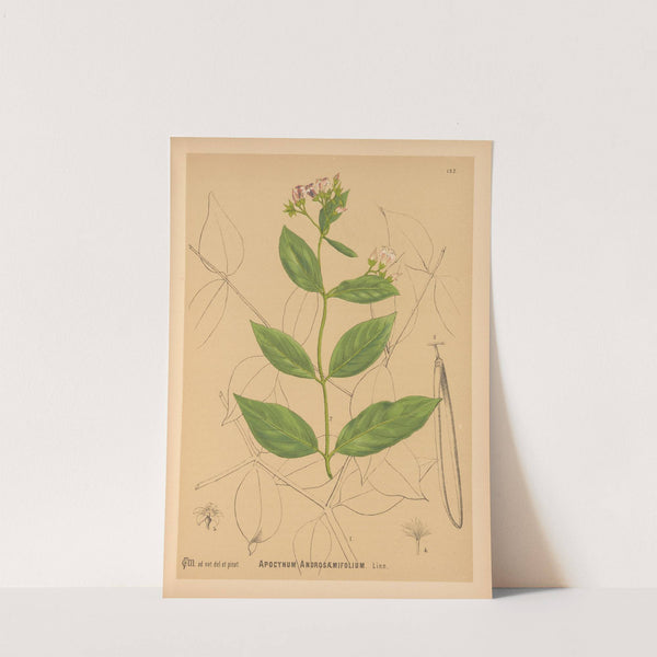 Medicinal Plants Pl.027 (1892) by Charles Frederick Millspaugh