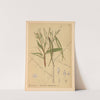 Medicinal Plants Pl.028 (1892) by Charles Frederick Millspaugh