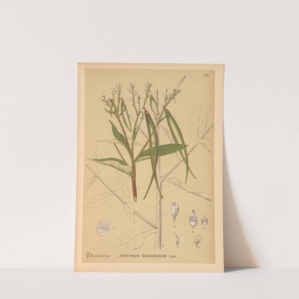Medicinal Plants Pl.028 (1892) by Charles Frederick Millspaugh