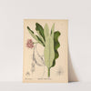 Medicinal Plants Pl.029 (1892) by Charles Frederick Millspaugh