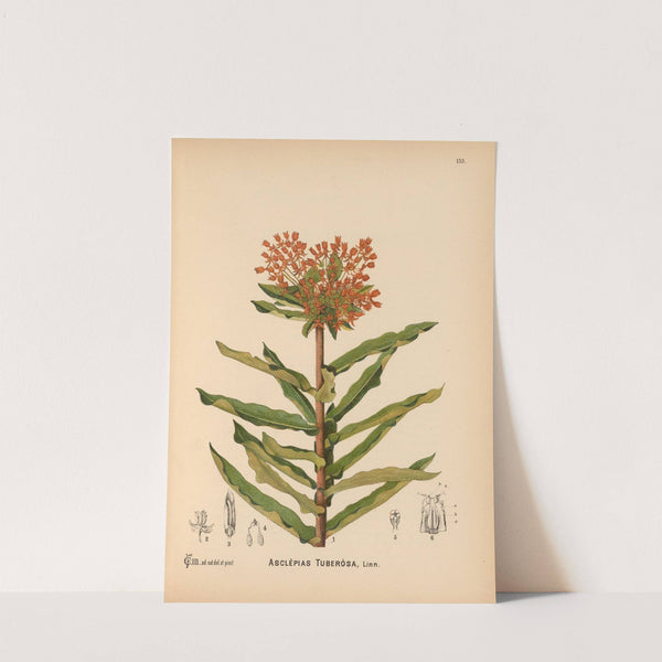 Medicinal Plants Pl.030 (1892) by Charles Frederick Millspaugh