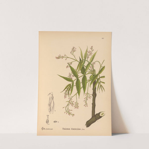 Medicinal Plants Pl.032 (1892) by Charles Frederick Millspaugh