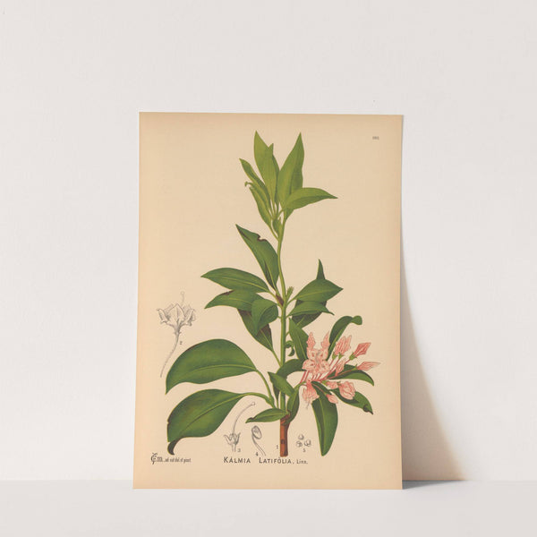 Medicinal Plants Pl.034 (1892) by Charles Frederick Millspaugh